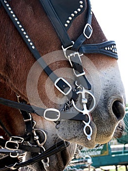 Close up of Draft horse with harness bit.