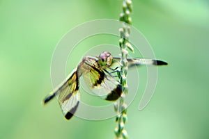 A close up of a Dragon fly and blurry background