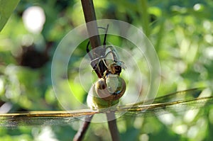 close up of dragon fly enjoying its meal