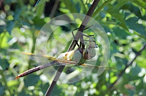 Close up of dragon fly enjoying its meal