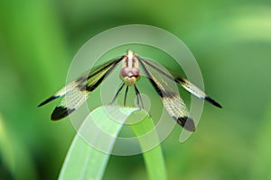 A close up of a Dragon fly on a green grass and blurry background