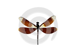 Close up dragon fly isolated on white