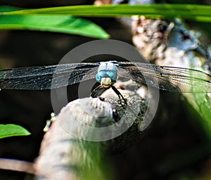 Close Up of a Dragon Fly on a Stick