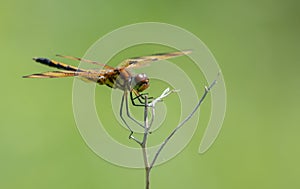 Close up of a dragon fly on a twig branch, green background