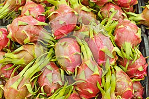 Close-up dragon fruit