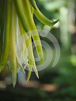 Close up of the dragon fruit blooming with raindrops in the morning.