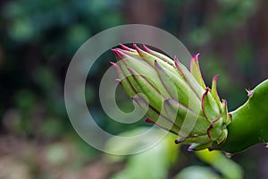 Close-up dragon fruit bud in the garden