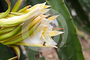 Close up of Dragon fruit flower