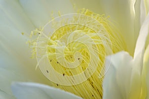 Close up Dragon fruit flower