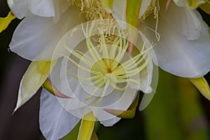 Close up Dragon fruit flower on blooming