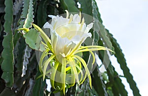 Close up dragon fruit flower  Hylocereus undatus in organic farm.