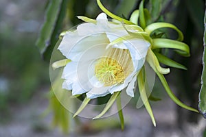 Close up dragon fruit flower  Hylocereus undatus in organic farm.