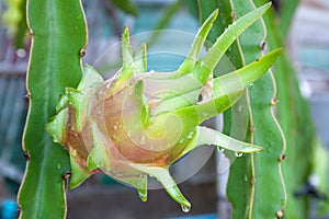 Close up Dragon fruit or pitaya on plant