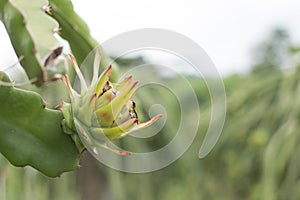 Close-up Dragon fruit on plant.