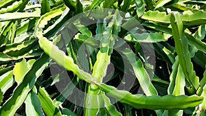 Close-up dragon fruit plant in garden