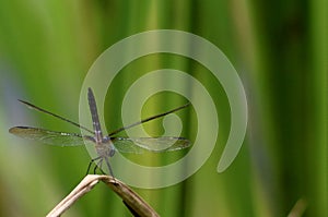 Close-up of dragonfly