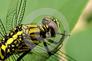 A close-up of a dragonfly.