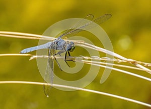 Close up of Dragonfly with Big Blue Eyes, Delicate Wings and Green Face