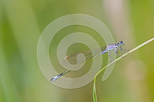 Close up of dragonfly. Blue-tailed damselfly, Czech republic.