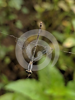 close up of a dragonfly caught in spider web