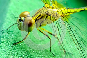 Close up dragonfly