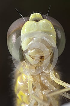 Close-up of dragonfly, eyes