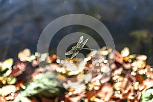 Close-up Dragonfly Flying Over the Lake in Autumn