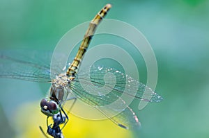 Close up on dragonfly with green background