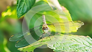 Close-Up of Dragonfly on a Green Leaf