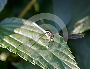 Close-Up of Dragonfly on a Green Leaf