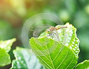 Close-Up of Dragonfly on a Green Leaf