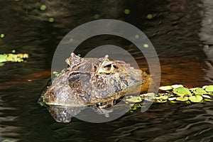 Close up of dragonfly on the head of an aligaÃÂ¡tor Caiman latirostris Caiman Crocodilus Yacare Jacare, in the rive photo
