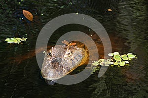 Close up of dragonfly on the head of an aligaÃ‚Â¡tor  Caiman latirostris  Caiman Crocodilus Yacare Jacare, in the rive