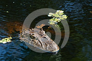 Close up of dragonfly on the head of an aligaÃƒâ€šÃ‚Â¡tor  Caiman latirostris  Caiman Crocodilus Yacare Jacare, in the rive