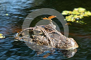 Close up of dragonfly on the head of an aligÃÂ¡tor  Caiman latirostris Yacare Caiman, Caiman Crocodilus Yacare Jacare, in the rive photo