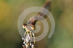 Close-up of a dragonfly