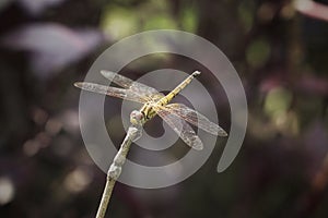 Close up a dragonfly macro stock photo