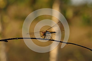 A close up of dragonfly Pantala flavescens (globe skimmer, globe wanderer or wandering glider)