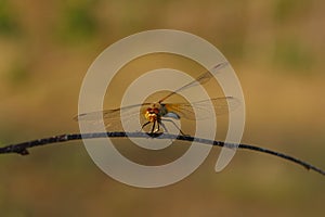A close up of dragonfly Pantala flavescens (globe skimmer, globe wanderer or wandering glider) on a branch of birch