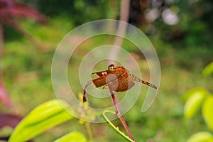 Close-up of a dragonfly perched on a green leaf