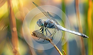 Close-up of a dragonfly perched on a reed