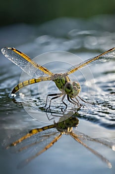 Stunning Dragonfly Reflection on Water Surface