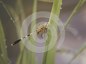 Close-up of Dragonfly Resting on Grass Blade with Dew photo