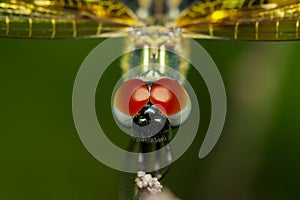 Close-up of dragonfly Rhyothemis variegata photo