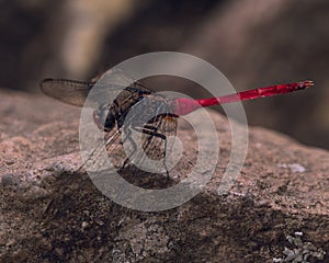 Close up red Dragonfly in a rock