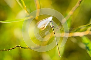 Close up of Dragonfly sitting on rich Green grass