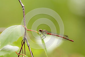 Close up of a dragonfly on a twig. Dragonfly side view