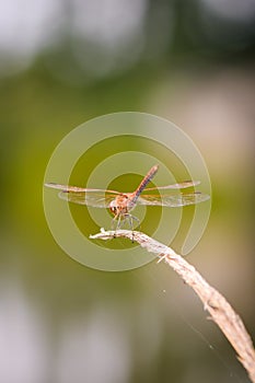Close up of dragonfly. Vagrant darter.