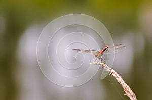 Close up of dragonfly. Vagrant darter.