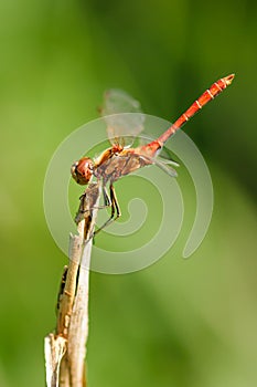 Close up of dragonfly. Vagrant darter.